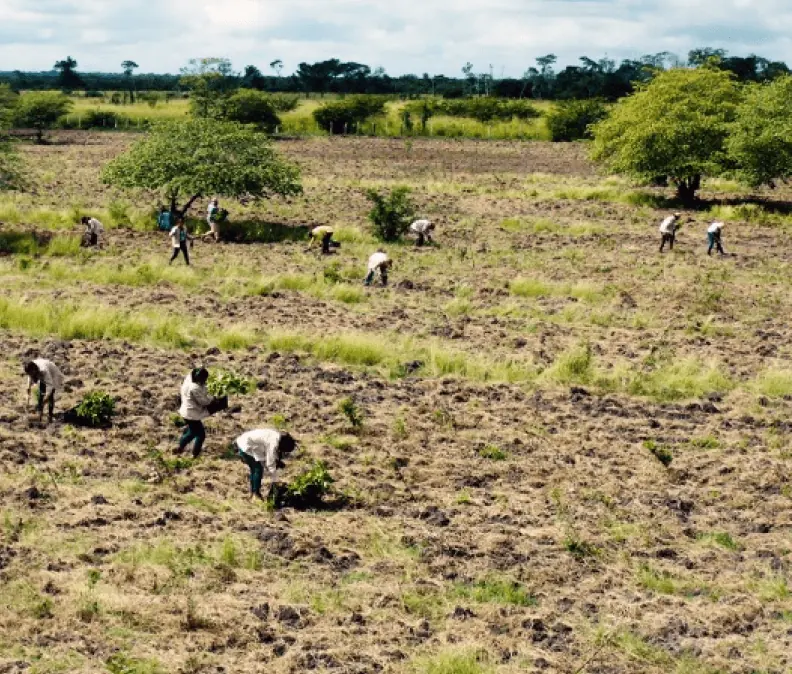 Personas plantando árboles en un terreno abierto en Yucatán
